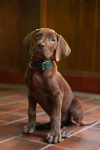 "Brown puppy with green collar sitting on tiled floor indoors, wood-paneled walls in background, warm lighting."